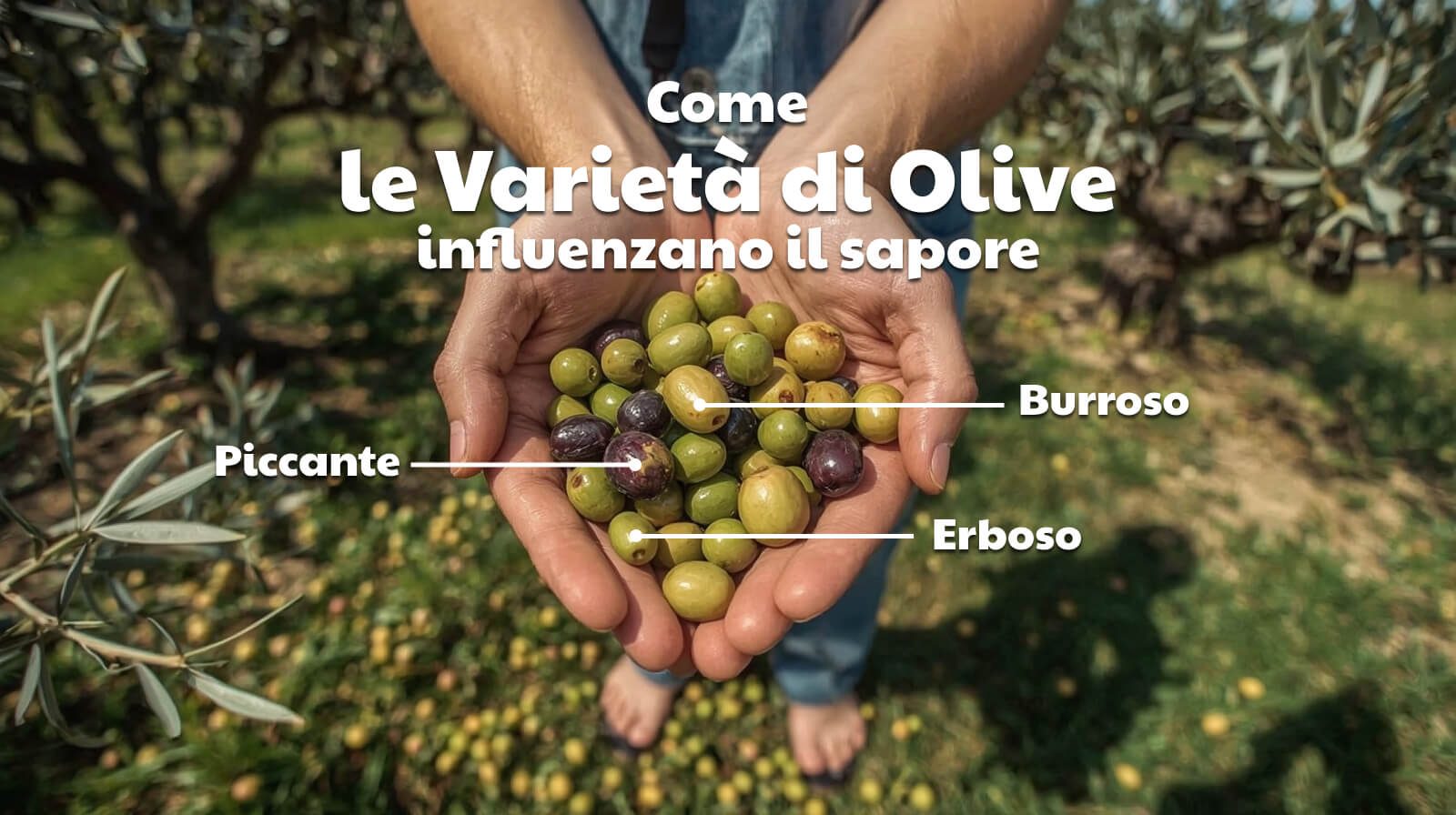 Come le varietà di olive influenzano il sapore