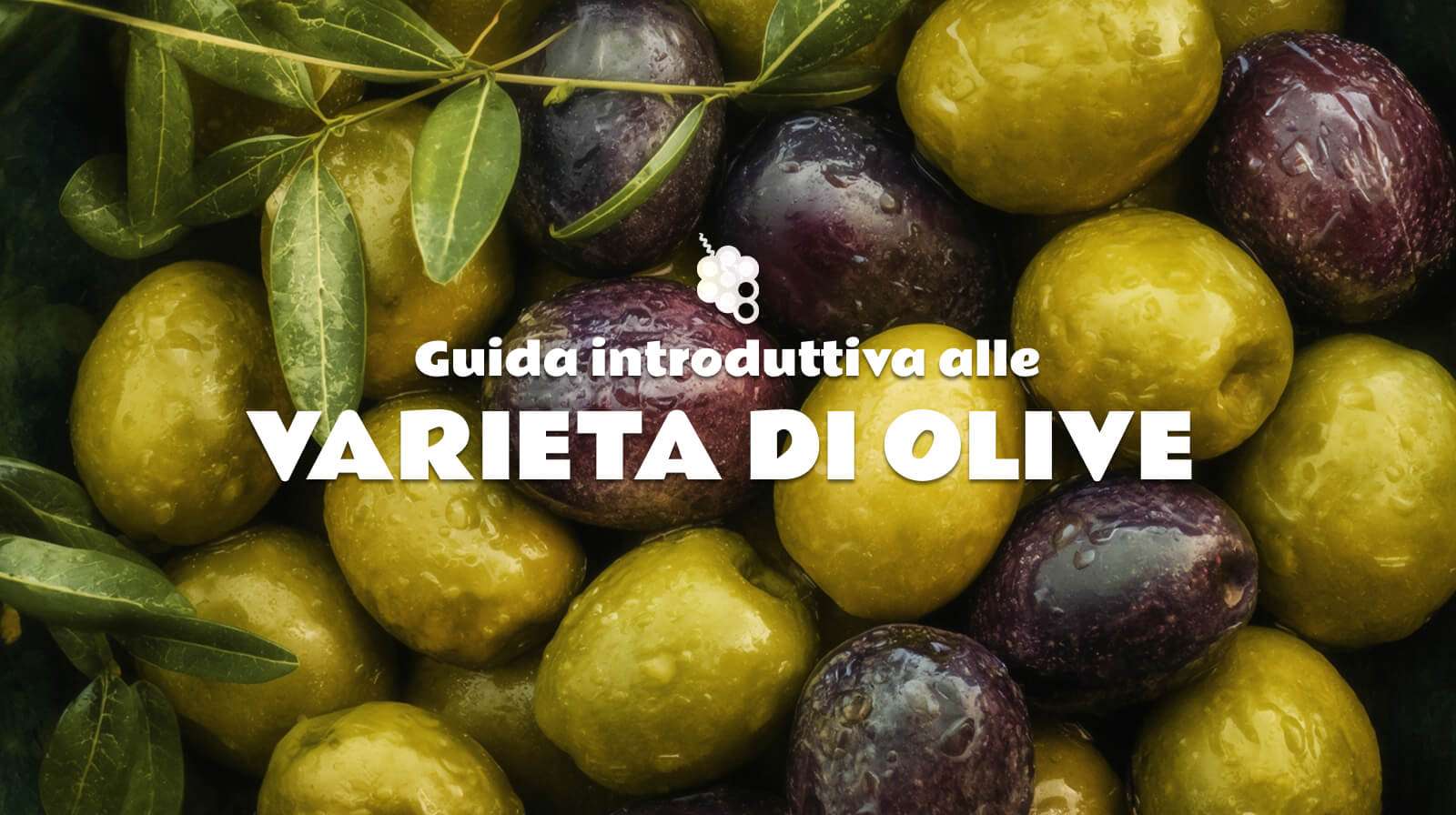 Guida per principianti alle varietà di olive: Il sapore di ognuna e come scegliere