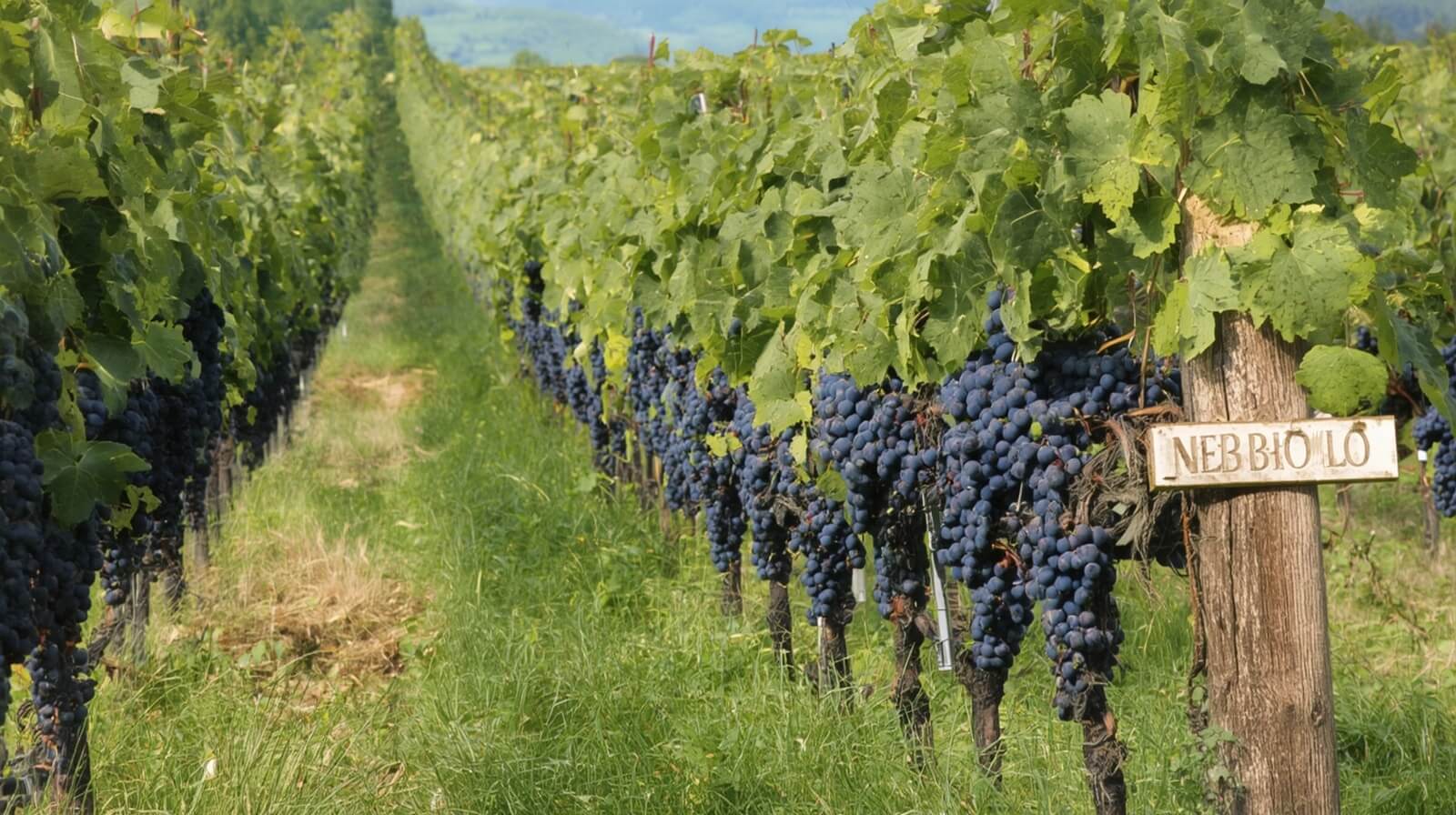 Come cresce il Nebbiolo nelle Langhe